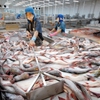 Tra fish exports to UK rise sharply