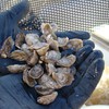 Shellfish exports jump