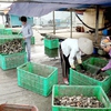 Foreign purchases of Vietnamese seafood to be better monitored