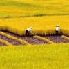 Mekong agriculture lacks FDI