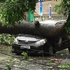 Typhoons caused $297 million losses, forecast system needs improvement