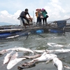 Pollution causes mass fish deaths in Phú Yên