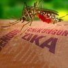 Việt Nam prepares to fight Southeast Asia Zika boom
