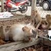 Rangers catch pig-tailed macaque thief red-handed