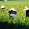 Vietnamese farmers participate in sustainable-agriculture models