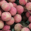 Vietnamese businesses boost lychee exports