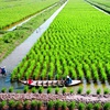 Agriculture restructuring in the Mekong Delta