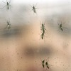 Vietnam detects 2 Zika infections