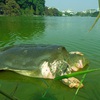 Hoan Kiem Lake's 100-year-old turtle dies