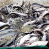 Seafood exports hit US$4.3 billion