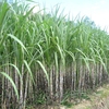 Sugarcane growing suffers from saline intrusion