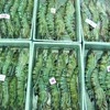 Shrimp exports to Korea reviewed after over half year of VKFTA