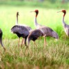 Tram Chim National Park welcomes red-crowned crane