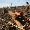 Quang Nam authorities investigate deforestation