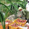 Vietnamese dragon fruit comes back to Taiwan