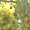Vineyard tour benefit Ninh Thuan farmers