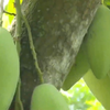 Nearly 200 tonnes of mangoes exported to US