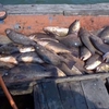 Mass fish kill in Hà Tĩnh blamed on sewage discharge