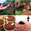 Sustainable production improves coffee value