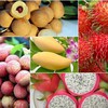 Fruit and vegetable export value up in H1
