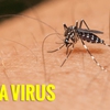 No Zika virus found in dengue fever samples