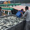 Fishing industry recovery in central provinces