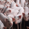 Vietnamese pork industry shows signs of recovery