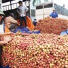 Promoting lychee exports to China