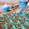Bac Lieu to become a shrimp production hub