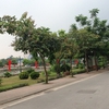 Hanoi to turn Trinh Cong Son street into walking zone