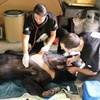 Nine black bears rescued from farm in Binh Duong