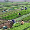 900,000 farming households forecasted to stop operation