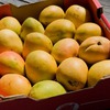 Sea travel to reduce costs for mango exporters