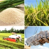 New vision for rice sector