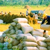 Vietnam extends rice contract with Philippines