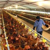 Processed chicken exports to Japan