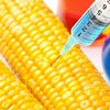 Genetically modified corn causes concern