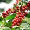 Drip irrigation for coffee proves effective