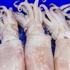 Cuttlefish and octopus exports to reach 420 million USD