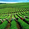 Vietnamese strengthens tea exports to USA