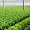 5th safe farm produce supermarket opens in Hanoi