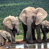 Elephant population found in Quang Nam