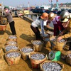 Fishermen enjoy good anchovy catch