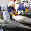 Tuna exports experience strong boom