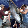 Large tuna catches