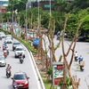 Hanoi sets target of planting 1 million trees
