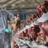 Vietnam raises alert level against bird flu
