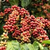 Coffee supply in Vietnam hits 3-year low
