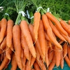 Vietnam exports carrots to Malaysia