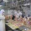 Vietnamese chickens to reach more markets